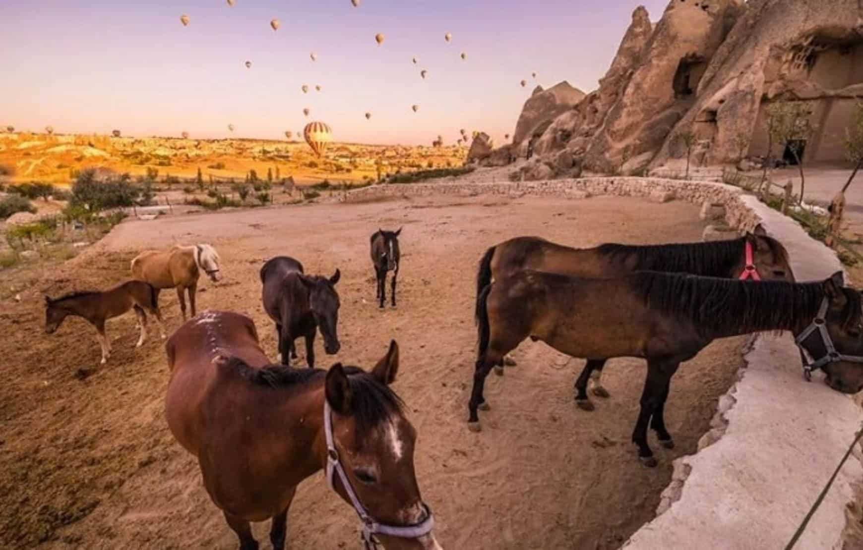 Horse Riding in Cappadocia - land of beautiful horses