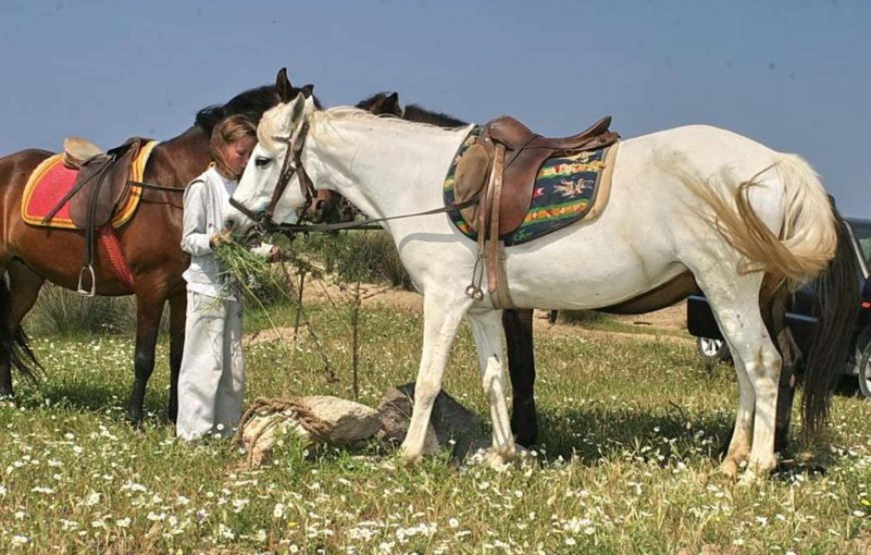 Ephesus Horse Safari - trainer feeding the horse.
